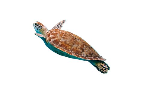 royalty free png images.